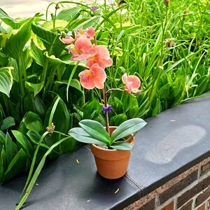 4" Bromeliad Faux Orchid in Real Terra Cotta Planter